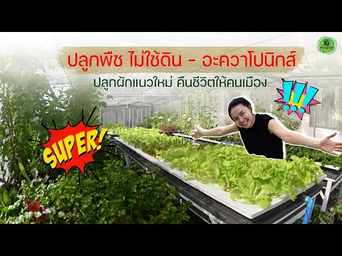 วีดีโอ: Aquaponics คืออะไร: เรียนรู้เกี่ยวกับการปลูกพืชน้ำ