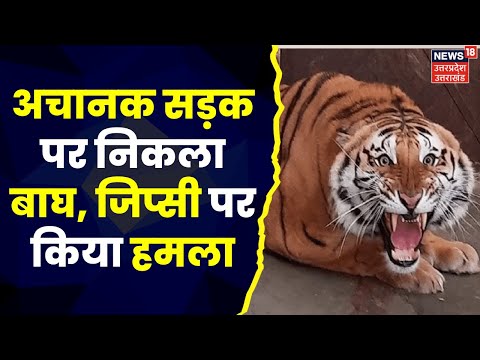 Tiger Attack : Ramnagar में अचानक सड़क पर निकला बाघ, जिप्सी पर किया हमला | Top News | Breaking News
