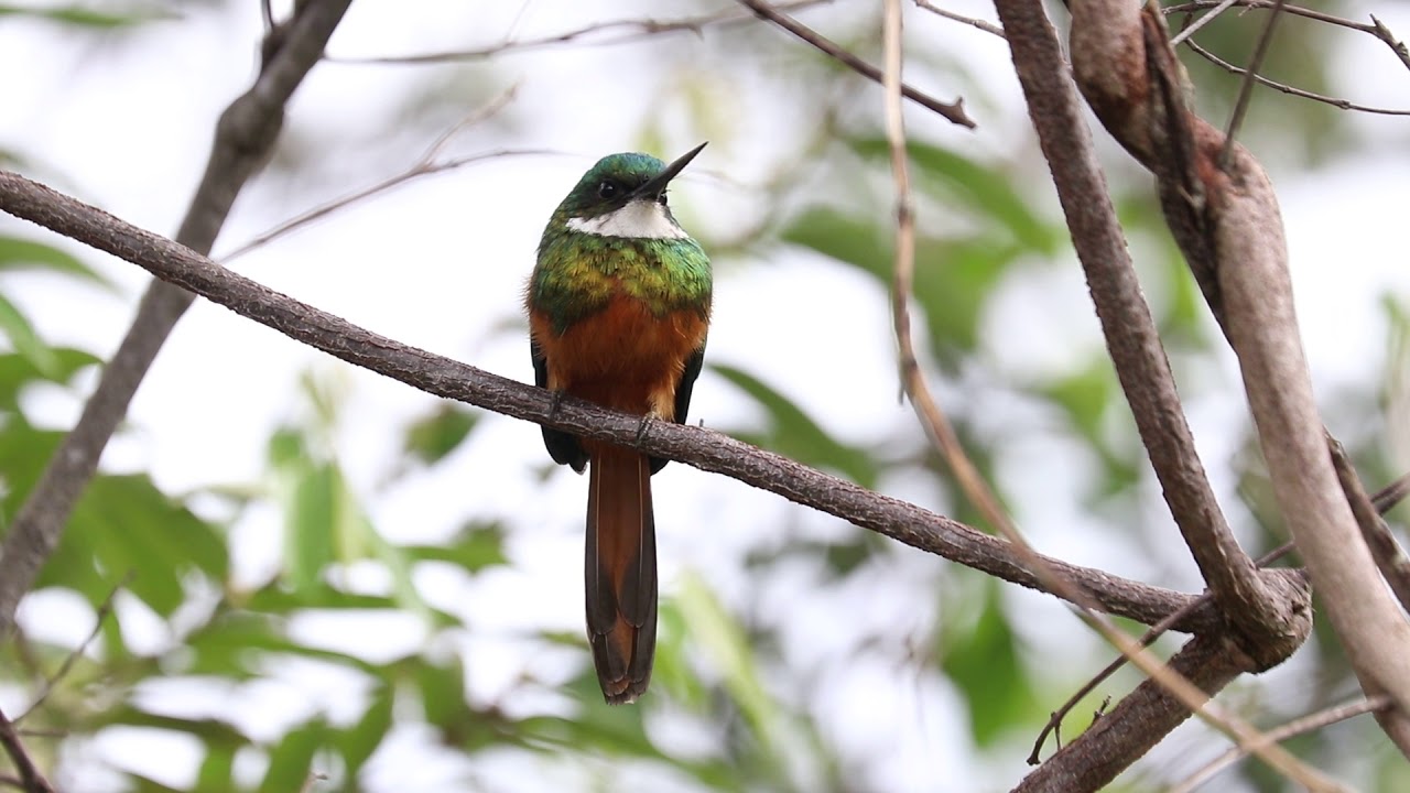 Ariramba-de-cauda-ruiva - Rufous-tailed Jacamar - Galbula ruficauda - cantando - singing
