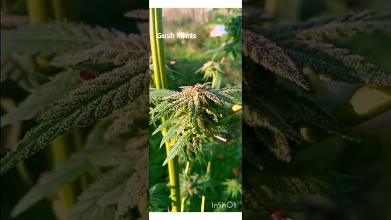2023 Gush Mints Outdoor Weed Grow 1 of 3