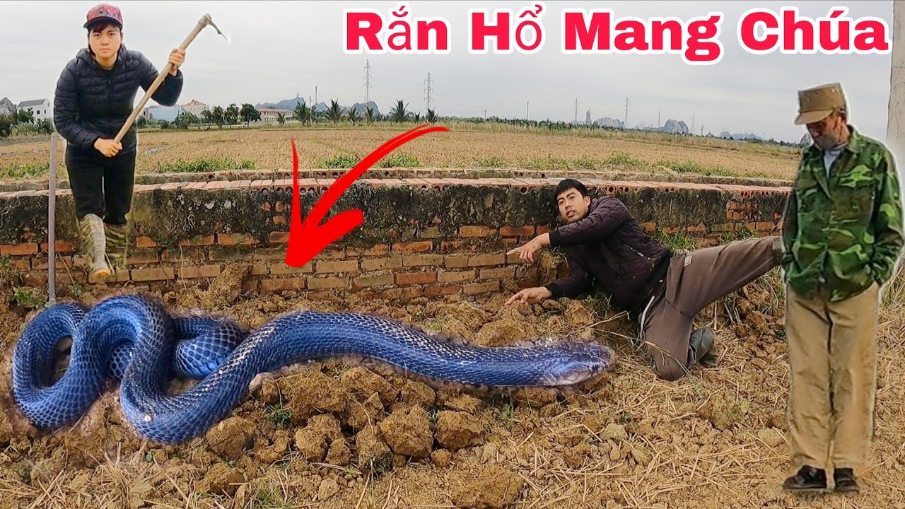 Выслеживая королевскую кобру весом 6 кг, два брата в панике убегают.