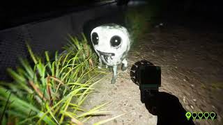 Zoonomaly Jumpscare Friendly Frog screenshot 5