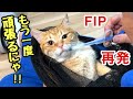 FIP再発...それでも薬が効いて、愛猫に元気が戻ってきました