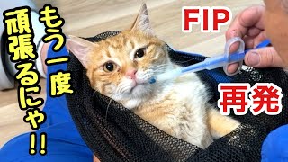 FIP再発...それでも薬が効いて､愛猫に元気が戻ってきました