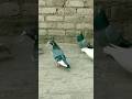My top class 🕊️😍 #kabootar#pigeon#trending#video#viral#youtube#birds#shorts#harshpigeonplanet#bts