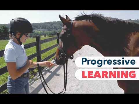 Videó: Tanácsadás a kezdő lovas lovasoknak a közös lovas kihívásokkal kapcsolatban