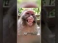 #41 Tiny Comedians – Hilarious Kids Compilation