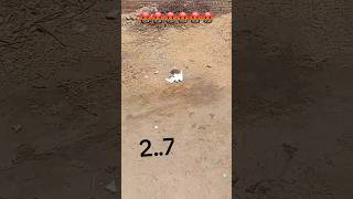 Out of cantrol low flyer pigeons landing High temperature