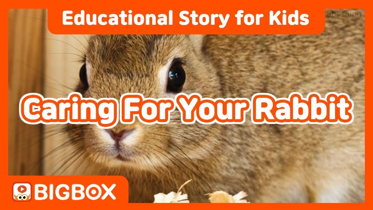 [ Caring For Your Rabbit ] Educational Story for Kids│BIGSHOW #1-2 ...