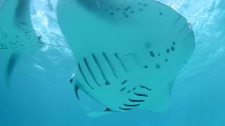 Discover The Rich Marine Life In Maamunagau Island Intercontinental Maldives Maamunagau Resort