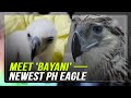 From Hatchling To Hero Philippine Eagle Chick Bayani Hits 3 Month Milestone ABS CBN News