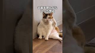 「たくさん話しかけながら育った猫」猫あるあるソング