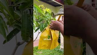 TJC covering mangoes #ecofriendly #sustainableagriculture #mango #fruit #shorts
