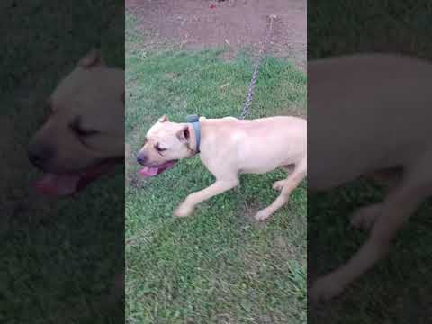 ❌Apbt bulldogs ❌ just.got down cleaning the yard💯
