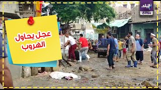 صدى البلد | عجل يحاول الهروب من مدبح السيدة زينب