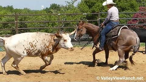Bluez Cat - working cows! - ValleyViewRanch.net