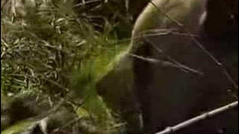 News info on pandas after china