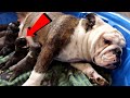 BULLDOG MOM NURSES ABANDONED PUPPIES!