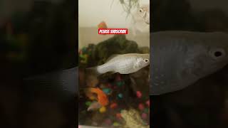 Please Subscribe jobbiehebriovlogs