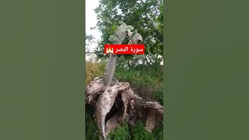 #سورة_النصر #قران_كريم #اكسبلور #لايك #محمد_تاوناتي #دويتو #القرآن_الكريم