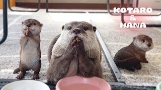食事中のカワウソの隣にこっそり自分そっくりな人形を置いてみた　Reaction of Otters When I Put Otter Dolls Next to Them