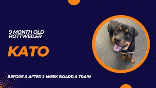 9 Month Old Rottweiler “Kato” Before/After Video | 2Week Board and Train | Erie