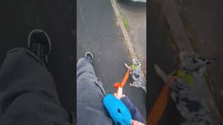 Download Lagu service dog alerts to the handler's heart rate #aswesuma #servicedog #trendingshorts MP3