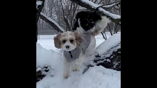 Pooches Go Off Script