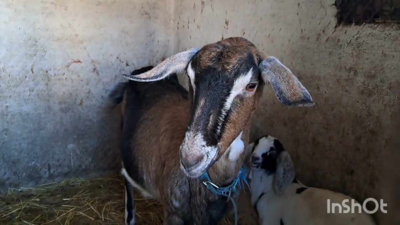 ЗАПРОШУЮ НА ВЕСІЛЛЯ! ПРОДАЮ ГУСЕЙ ТА ЇХ ЯЙЦЯ! ІНКУБАТОРИ ТА ІНКУБАЦІЯ! СПАЛИВ ПІВ ДВОРУ! СЮРПРИЗ 