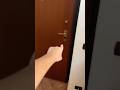 Mai lasciare aperta la porta di casa tua o lui può entrare…? #shorts #horror #paura #brawlstars