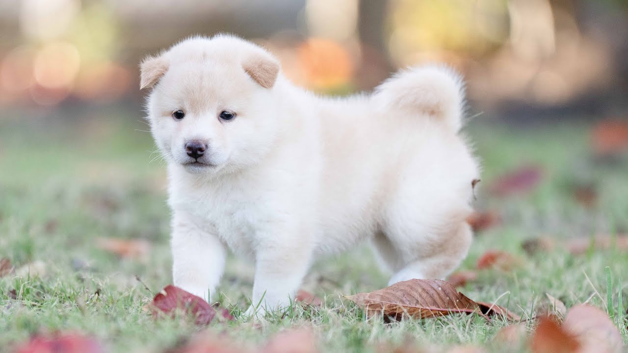しばいぬがすき ID4397柴犬子犬白♀ shiba inu puppy white female - YouTube