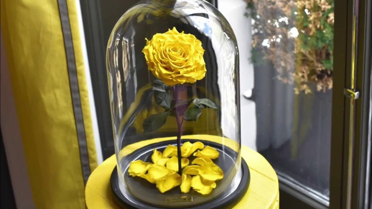 Долговечная роза в стеклянной колбе из сказки Красавица и Чудовище ...