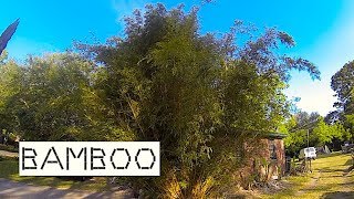 Bamboo Types around our House-Watch Out!
