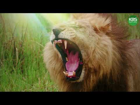 사자들의 전쟁! KBS 걸작다큐멘터리 야생의 오카방고 풀버전