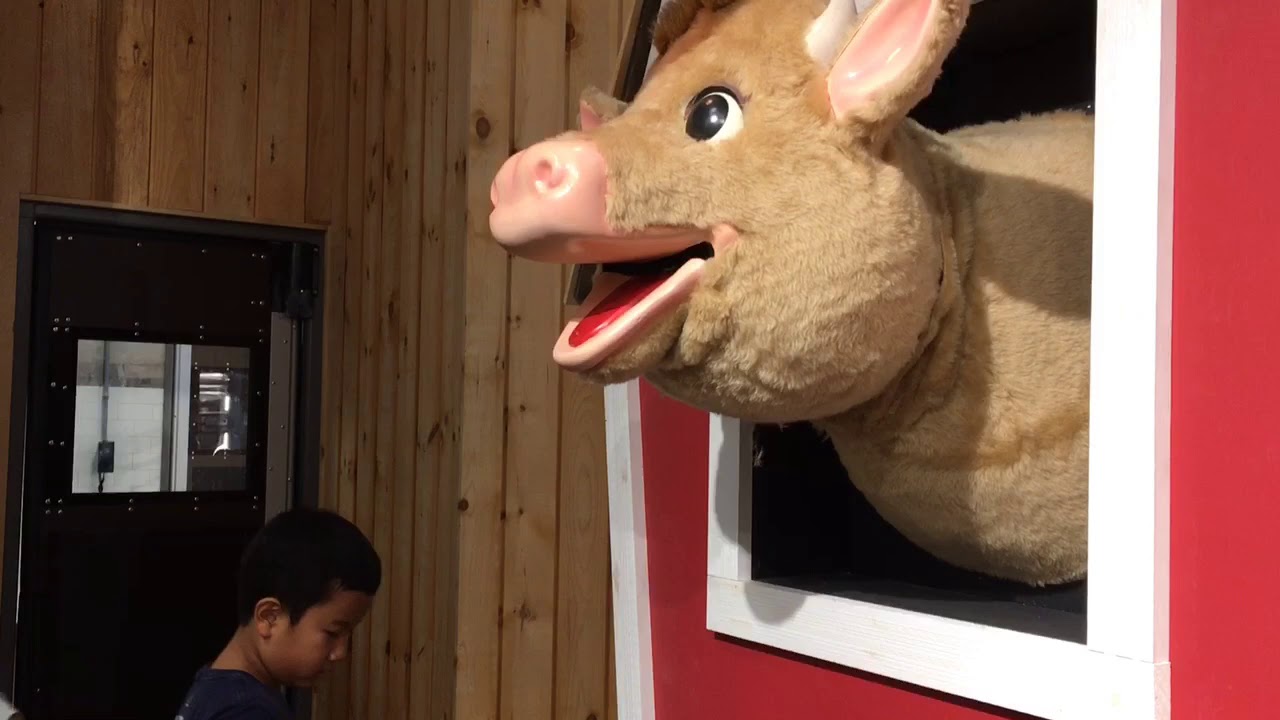 Clover the Cow at Stew Leonard’s in N.J. YouTube