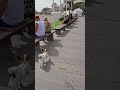 First time diving in Tenerife | calm, no pressure Lobo walks like he knows it