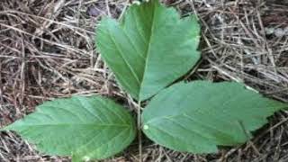 Boxelder Maple Tree