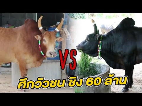 วีดีโอ: ปลูกปลาบู่ที่บ้านอย่างไร?