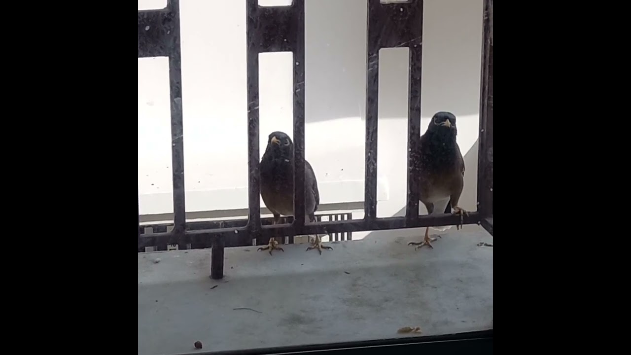 birds fighting with each other