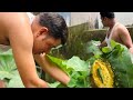 গেলাম কচু বাগানে,বানালাম কচু পাতায় মুড়ে ইলিশ ভাতে।হঠাৎ ঝোরো হাওয়া আর মুষলধারে বৃষ্টিতে সব লন্ড-ভন্ড