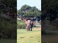 Dangerous elephant warning 🚨of Bundhala.No editing Live Show #elephant