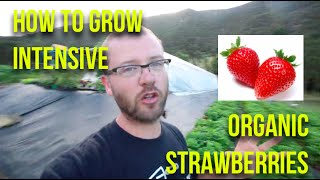 HOW TO: Grow Intensive Organic Strawberries