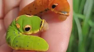 Pokemon Caterpie in real life ~ Cute Caterpillar 🍃🍂