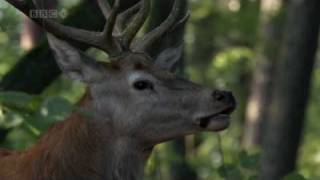 The Red Deer This is a video of the red deer taken from the BBC's Planet Earth documentary series.