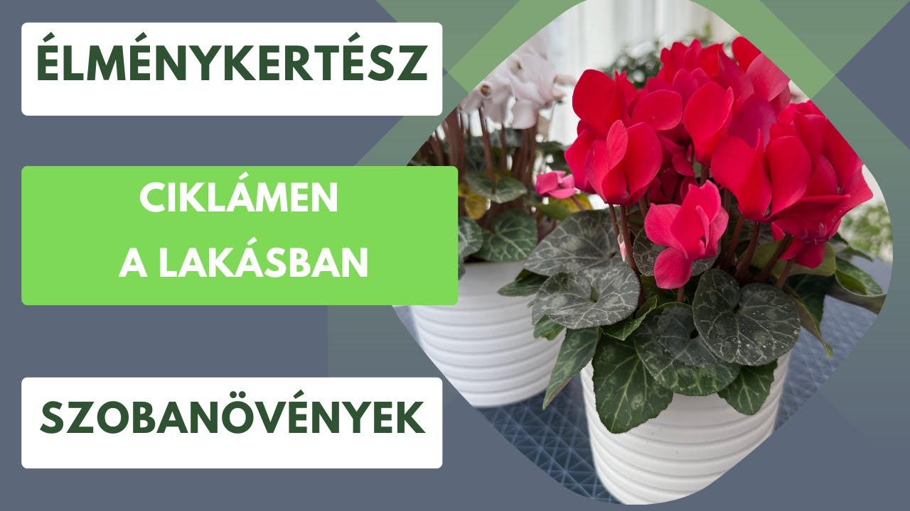 Ciklámen: Miért megy tönkre sok otthonban?