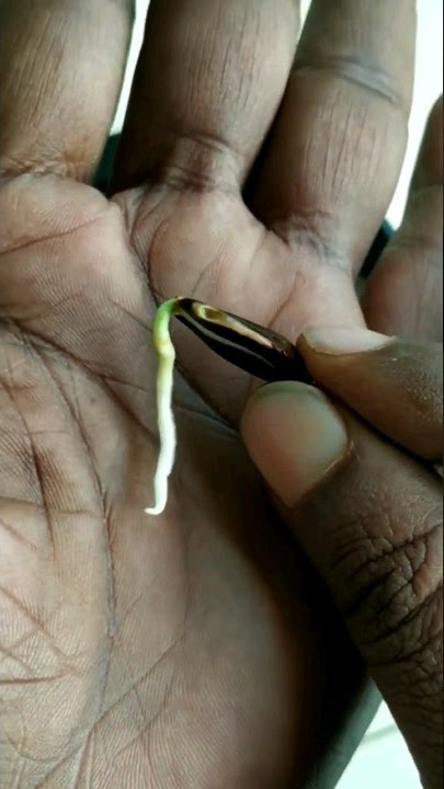 Sapota Seeds Germination Technique #shorts