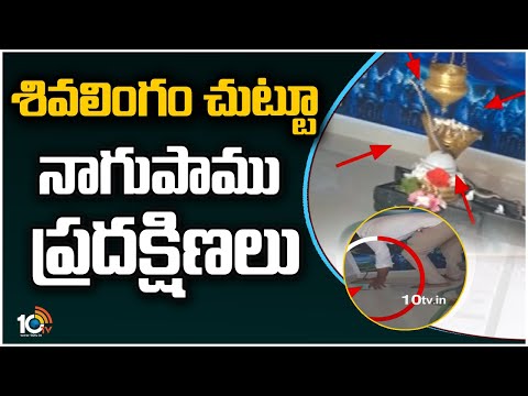 శివలింగం చుట్టూ నాగుపాము ప్రదక్షిణలు | Snake circumambulation around Shiva Lingam in Kamareddy |10TV