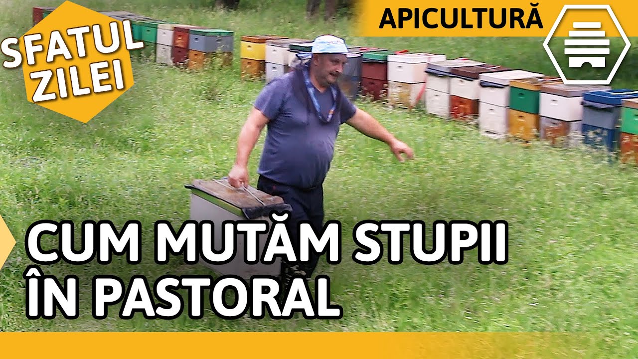 CUM MUTĂM STUPII ÎN PASTORAL [Sfatul zilei]