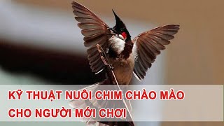 Kỹ Thuật Nuôi Chim Chào Mào, Dành Cho Người Mới Chơi 