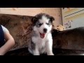 Щенок хаски разговаривает / Husky puppy yells